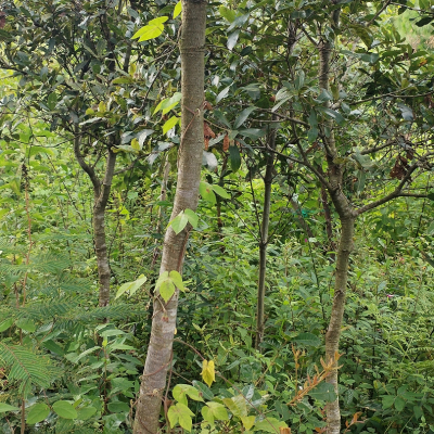 Remate de Lotes Rusticos