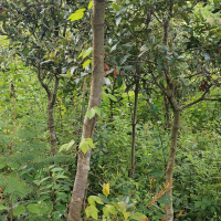 inbound1681145826091720866